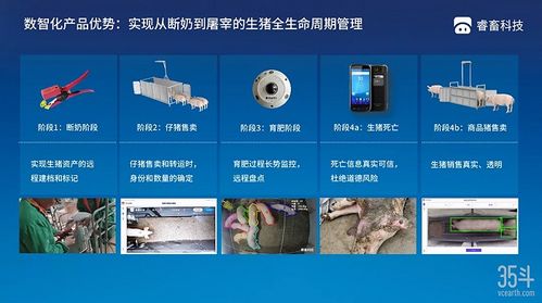 本輪豬周期拐點(diǎn)已現(xiàn),3萬億生豬市場(chǎng)數(shù)字化價(jià)值幾何